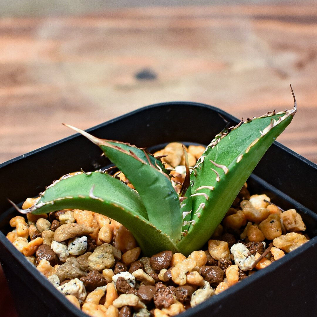 レア株】アガベ チタノタ 