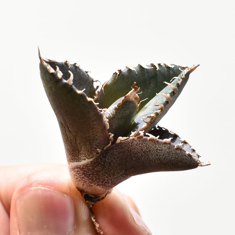 レア品種】アガベ チタノタ 