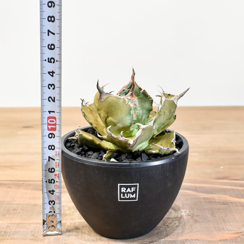 アガベ チタノタ フクロウ / 猫頭鷹 , アザラシ / 海豹【台湾 dragon