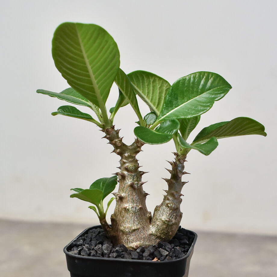 国内実生株　パキポディウム ウィンゾリー③ パキポディウム ウィンゾリー 実生株 066 Pachypodium windsorii