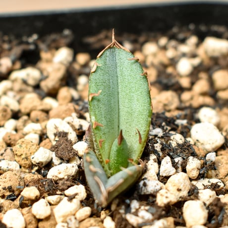【RAFLUM育成株 5個セット】アガベ Mexico oteroi seeding / オテロイ実生 メキシコ産  【RAFLUM産/実生/子株】A3