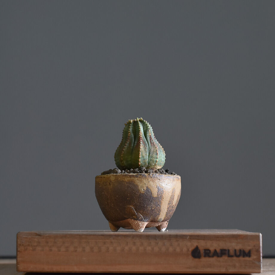 ユーフォルビア オベサ /オールド オベサ【根強い人気！！木質化の