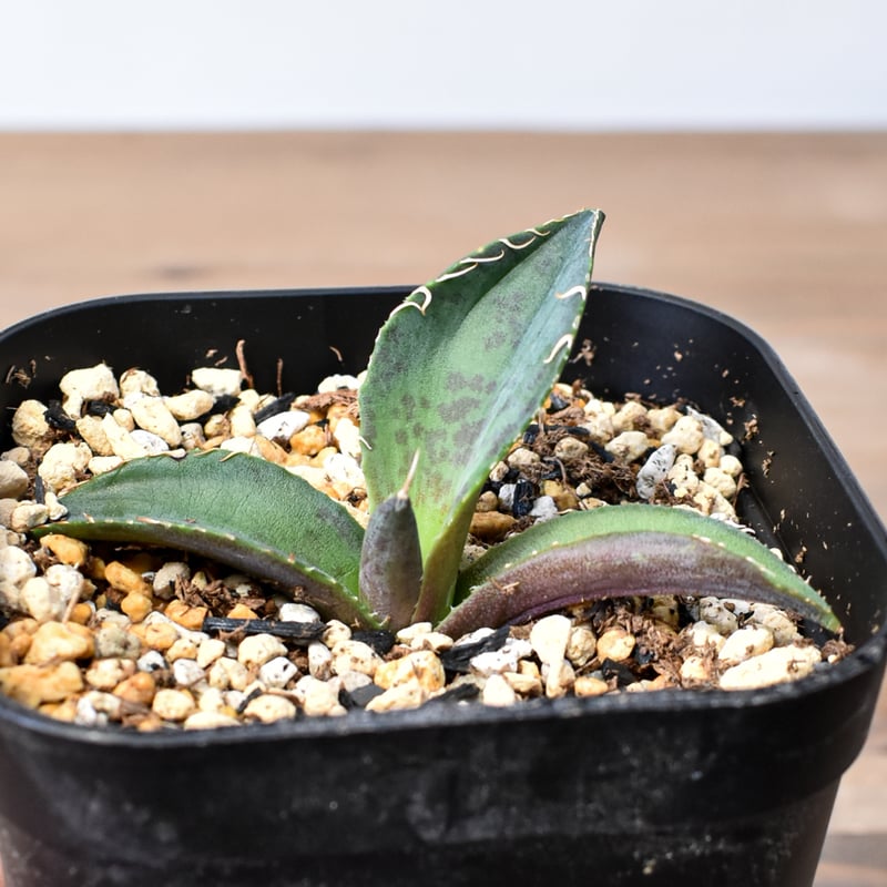 アガベ ハイブリット 