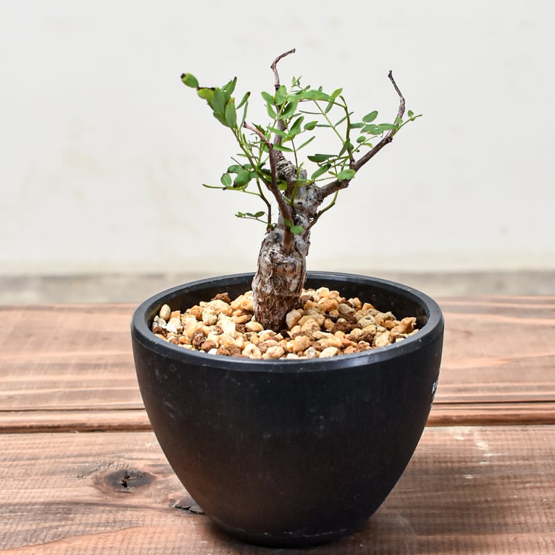 センナメリディオナリス　発根済み センナ メリディオナリス 【発根済み】GM2400682 | RAFLUM