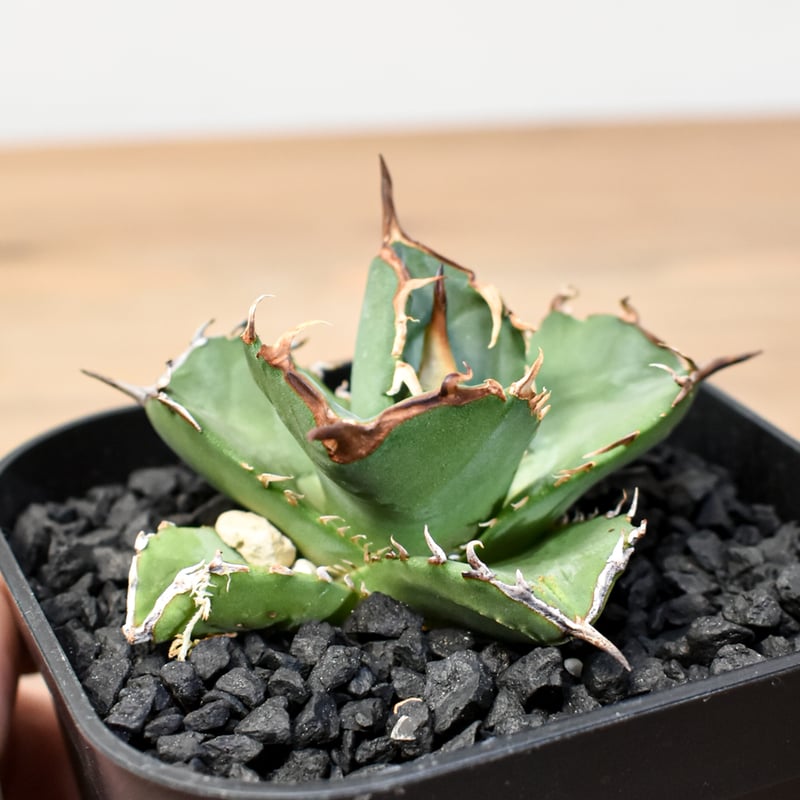 アガベ チタノタ 虎鯨 