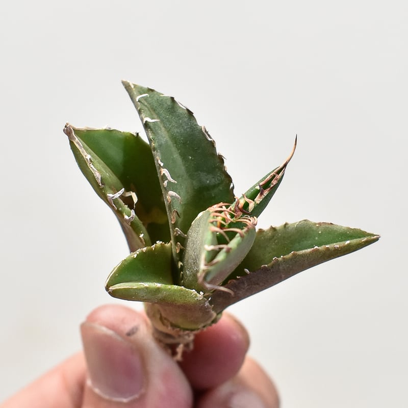 アガベ チタノタ 