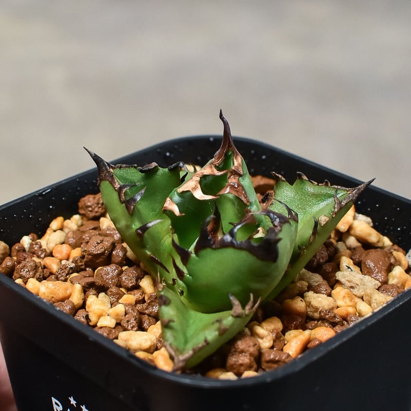 アガベ チタノタ fo076ドワーフ 子株 【公式通販】