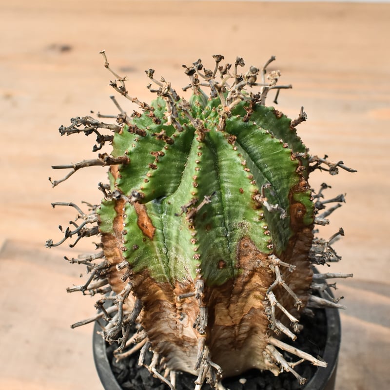 ユーフォルビア オールドスーパーバリダ 