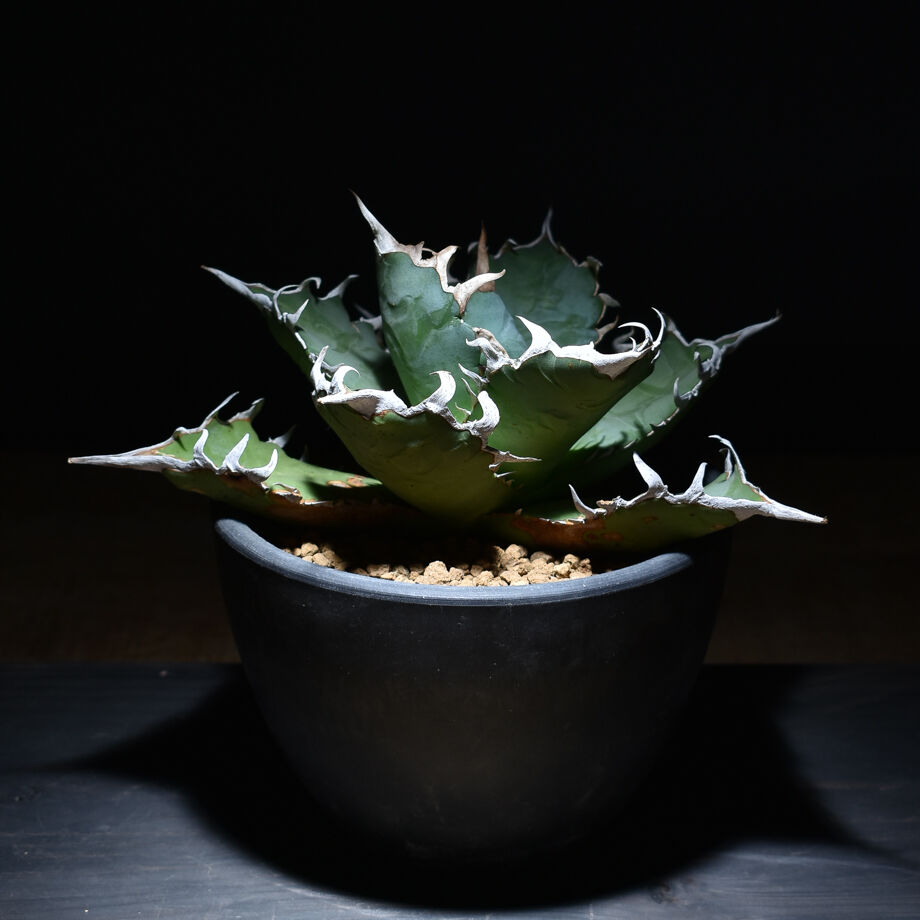 アガベ チタノタ 