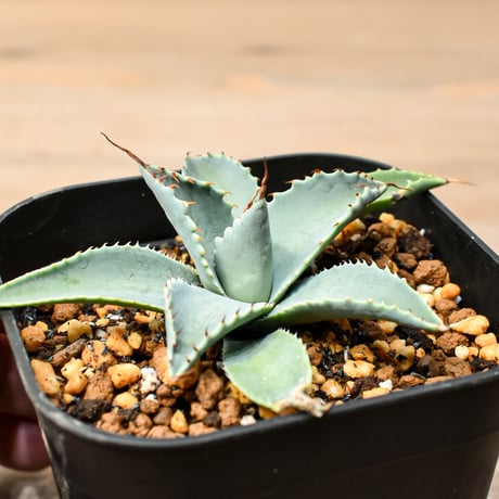 アガベ ハイブリット 日系イシスメンシス×象牙妖炎（陽炎エボリ）【台湾botanical_seeker産】RF25011379