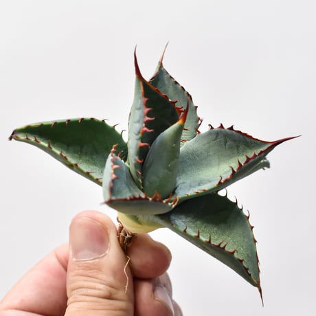 アガベ ハイブリット 曙光 ×（パラサナ、イシスメンシス）【台湾botanical_seeker産】A RF25011572