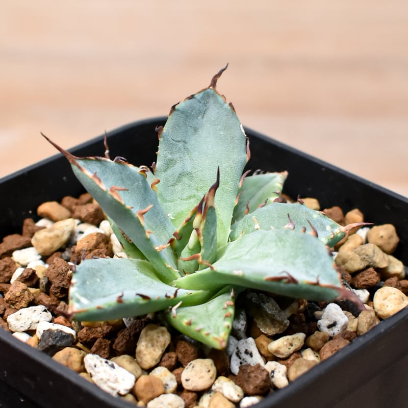 アガベ Dennis hybrid 黑帝斯x妖炎 /ハデス×エボリスピナ 【台湾DENNIS