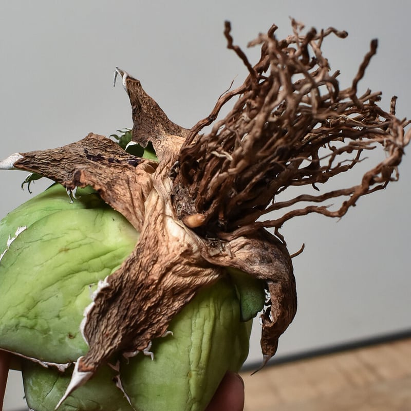 アガベ チタノタ スペード 