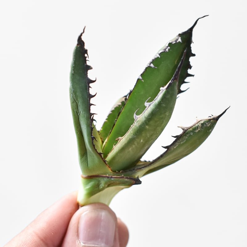 アガベ ホリダ　US株　陽炎　ロングスパインUSA 2025年最新】ホリダ 陽炎の人気アイテム - メルカリ