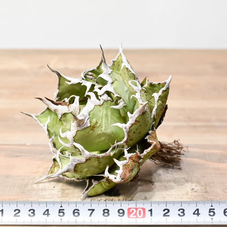 アガベ チタノタ 精品老シーザー / 精品老凱撒 【台湾 dragon agave産/中株/抜き苗】C RF25011495