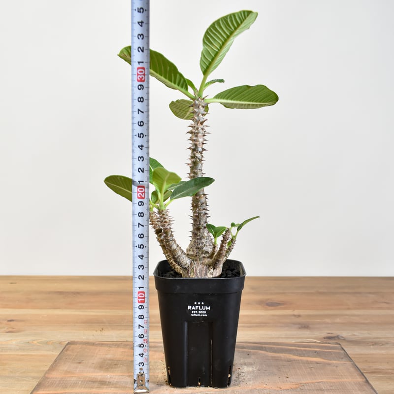 パキポディウム・ウィンゾリー 実生 25-8 パキポディウム ウィンゾリー