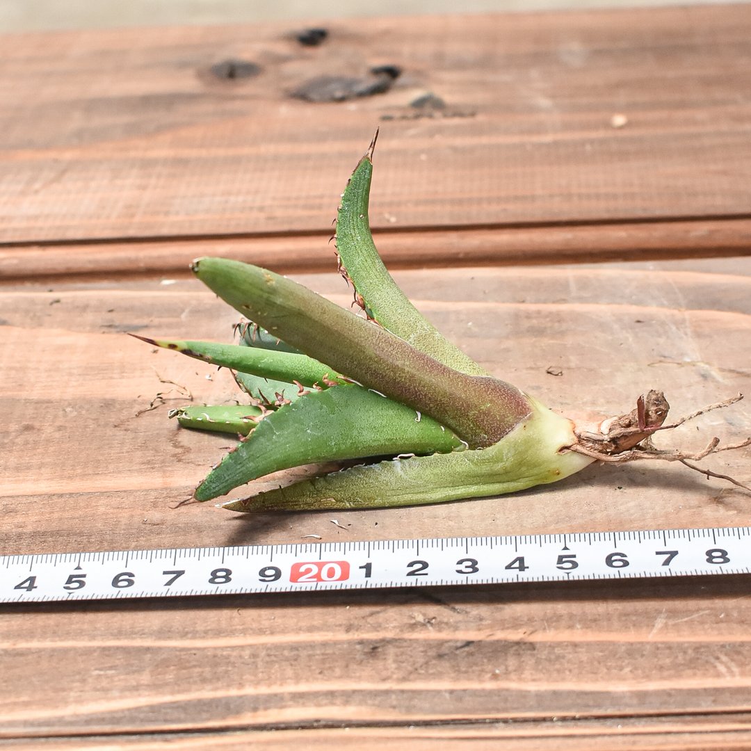 アガベ チタノタ チーター 