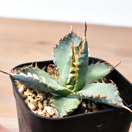 CATEGORY ユタエンシスエボリスピナ×ブラックアンドブルー