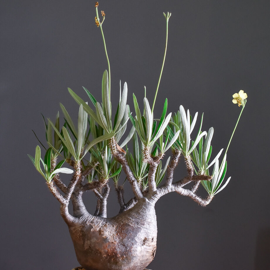 パキポディウム グラキリス 大株【イチ押し！パキポディウム系の人気者