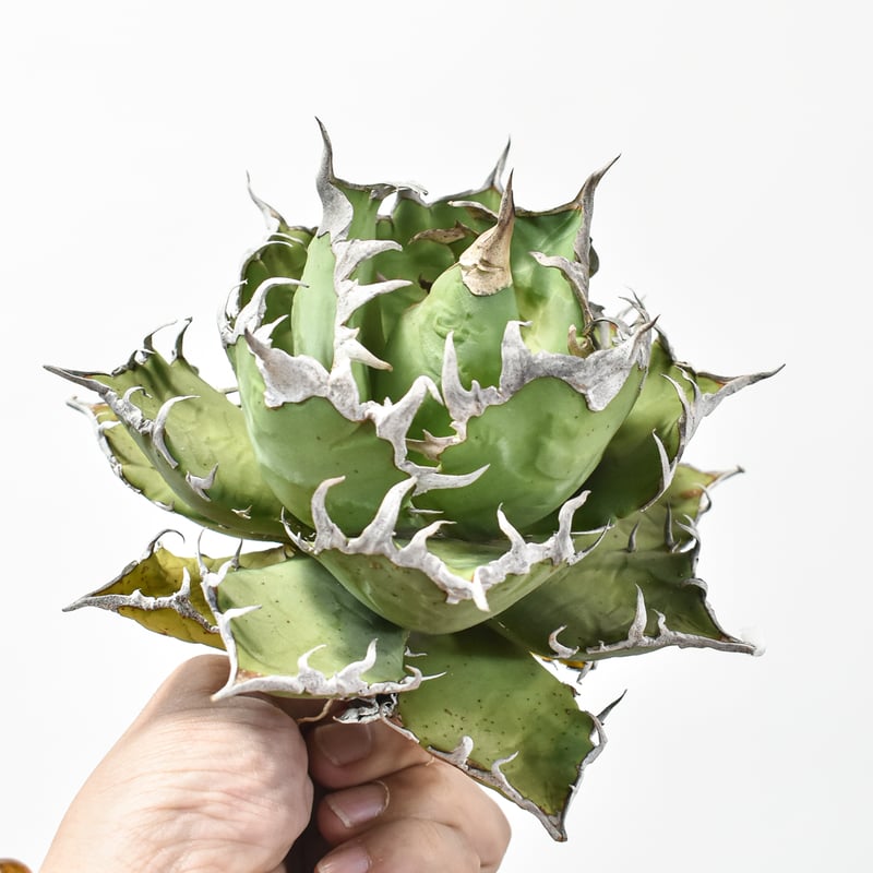 アガベ　シーザー　5号　六角台湾鉢　大株　親株 アガベ シーザー 5号 六角台湾鉢 大株 親株 アガベ シーザー 5号