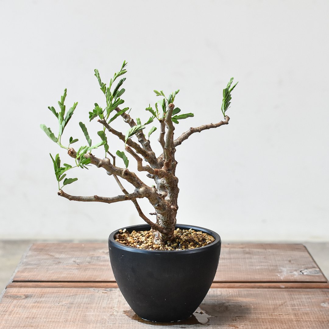 Masaさん専用グラキリス＋センナメリディオナリス Masaさん専用