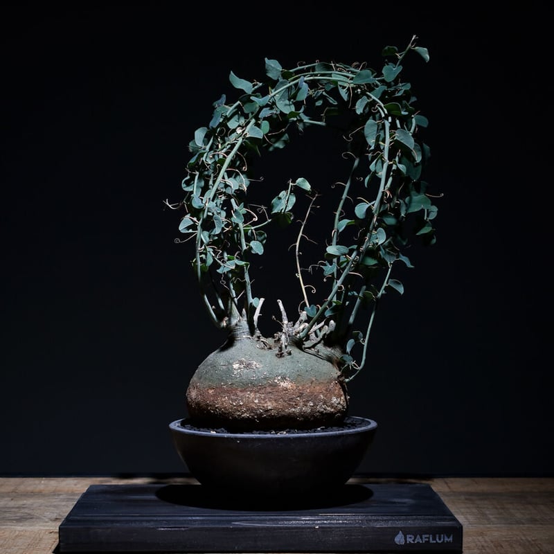 アデニアスピノーサ アデニアスピノーサ （発根済み）Lサイズ RF22663 | RAFLUM / ラフラム