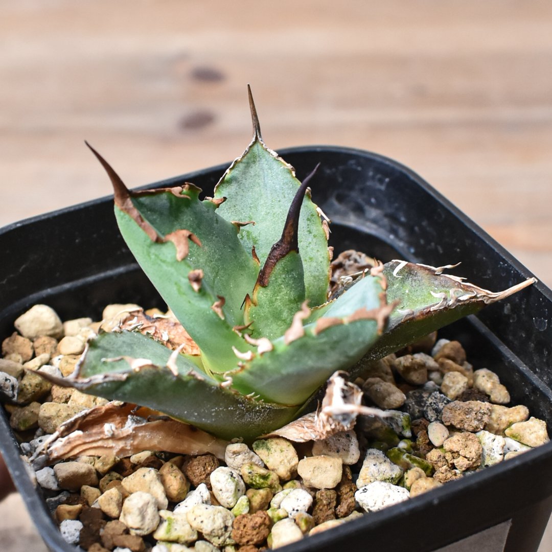 titanota【黒犀牛】親株販売 Agave アガベ・チタノタ rhino black titanota 黒犀牛（芽）-040｜agave アガベ