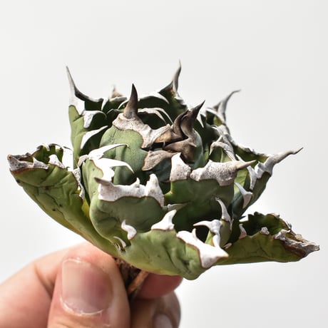 アガベチタノタ姫厳龍 | STORES