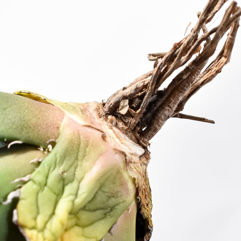 アガベ チタノタ 