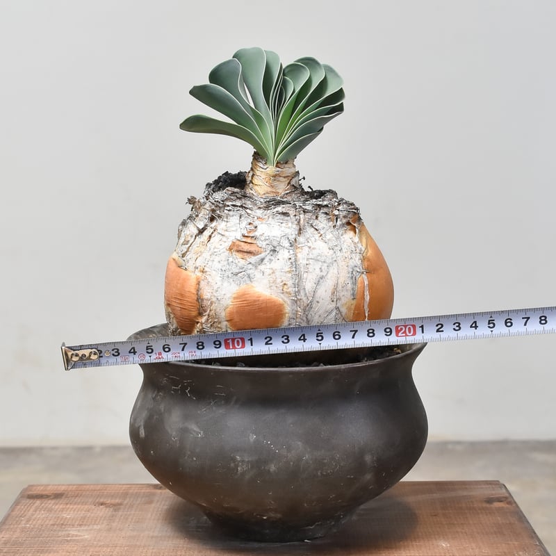 RAFLUMコレクション】ブーファン ハエマンソイデス (発根済み