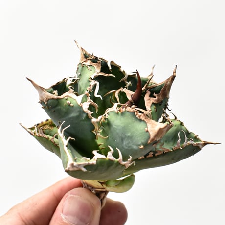 アガベdennis040 | STORES