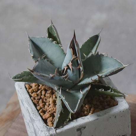 アガベ チタノタ ホワイト【白肌】RF22778