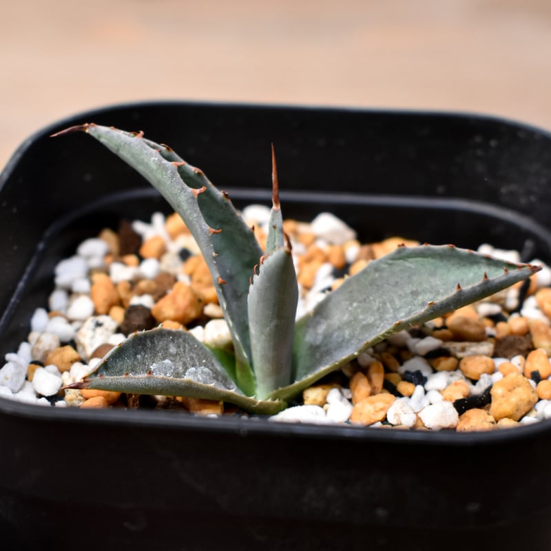 アガベ ハイブリット 