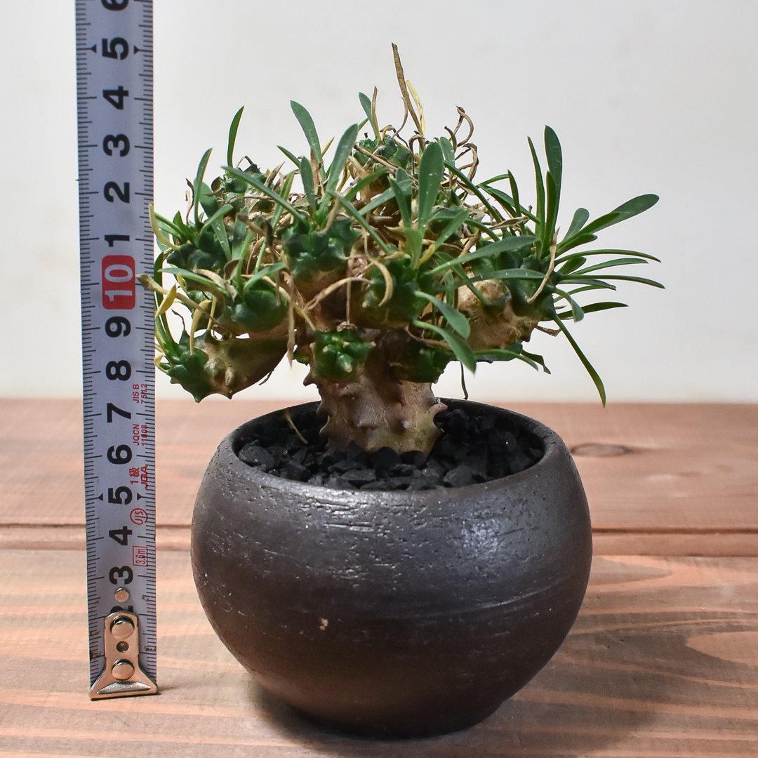 ユーフォルビア 峨眉山 鉢ごと　群生　ガビザン 楽天市場】（多肉植物）ユーフォルビア 峨眉山（ガビザン） 3