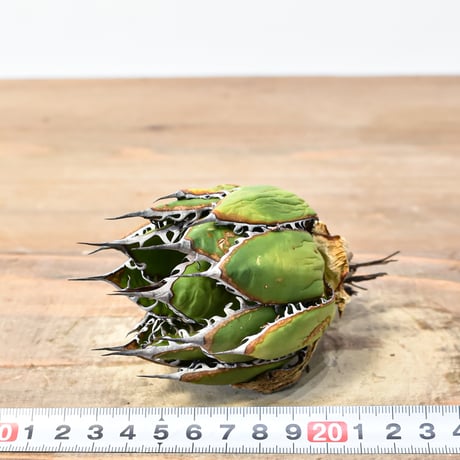 アガベ 精品ホリダ "精品狂刺霍利達"【台湾 dragon agave産/中株/抜き苗】C136
