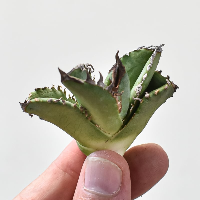 メル64168さま専用！！ アガベ チタノタ キング 皇冠 コレクション株