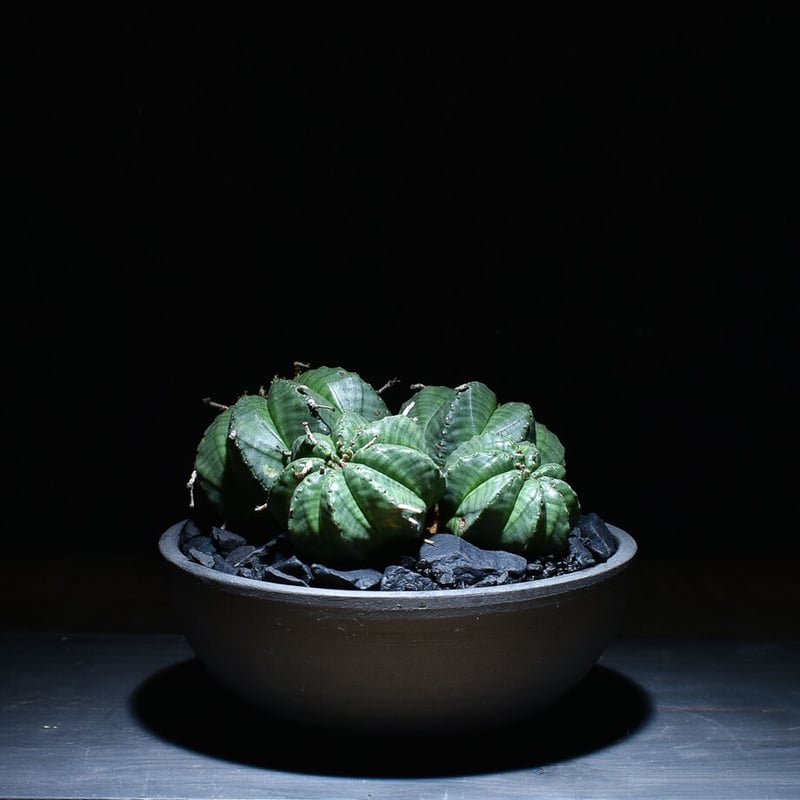 ユーフォルビア　バリダ　多頭 ユーフォルビア・バリダ 多頭 / 4頭 