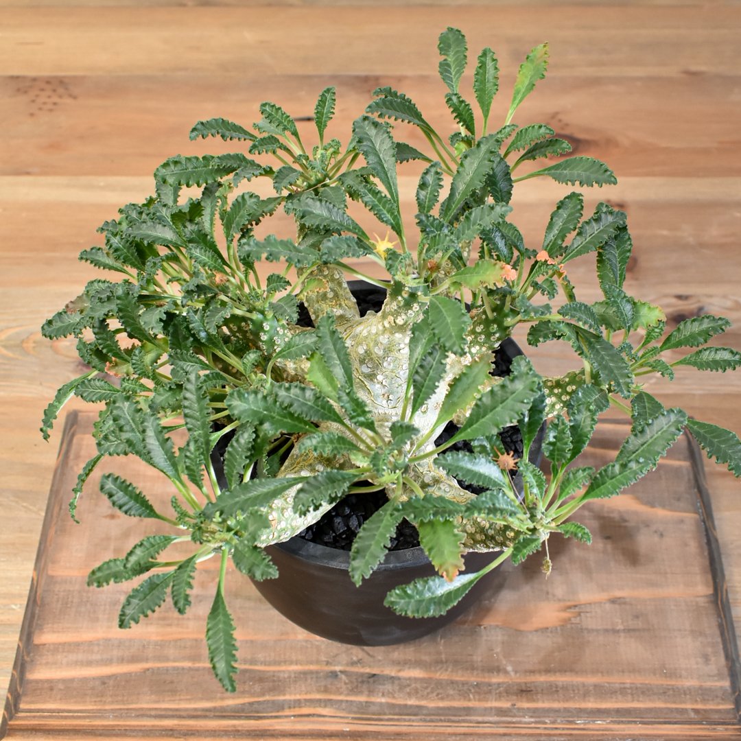 もも　ドルステニア　ラブラニー ドルステニア ラブラニー③ | hanayoshi-botanical