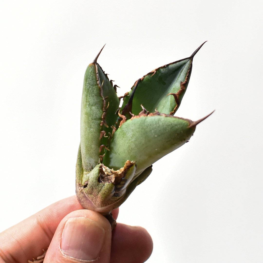 アガベ オテロイ 