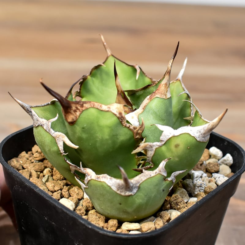 アガベ チタノタ 