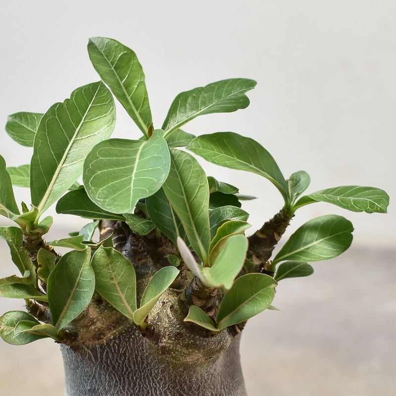 かいかい【激レア/ドワーフ 】アデニウムアラビカム スーパーレッドC10