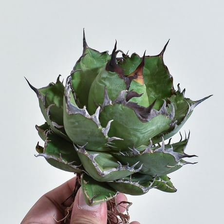 cj plants産　胖鯨　大株 アガベ チタノタ 