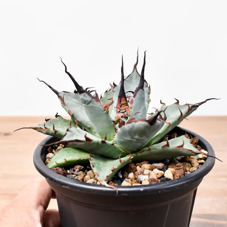 RAFLUM POT LAB. 陶器鉢 アガベ 塊根 新品 RAFLUM POT LAB. 陶器鉢 アガベ 塊根 新品