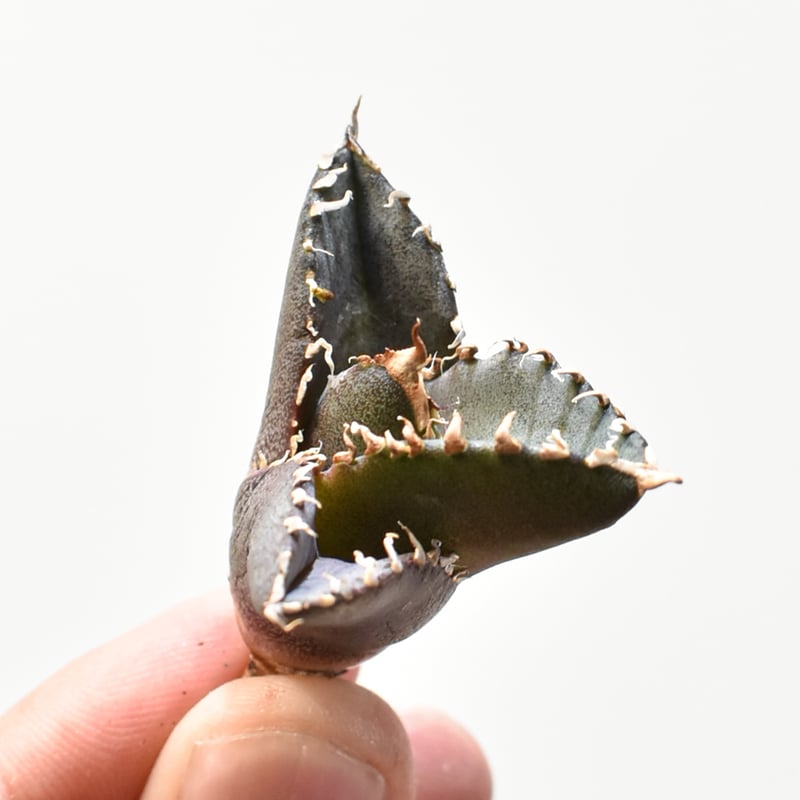 レア品種】アガベ チタノタ 