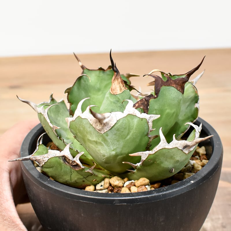 アガベ チタノタ 