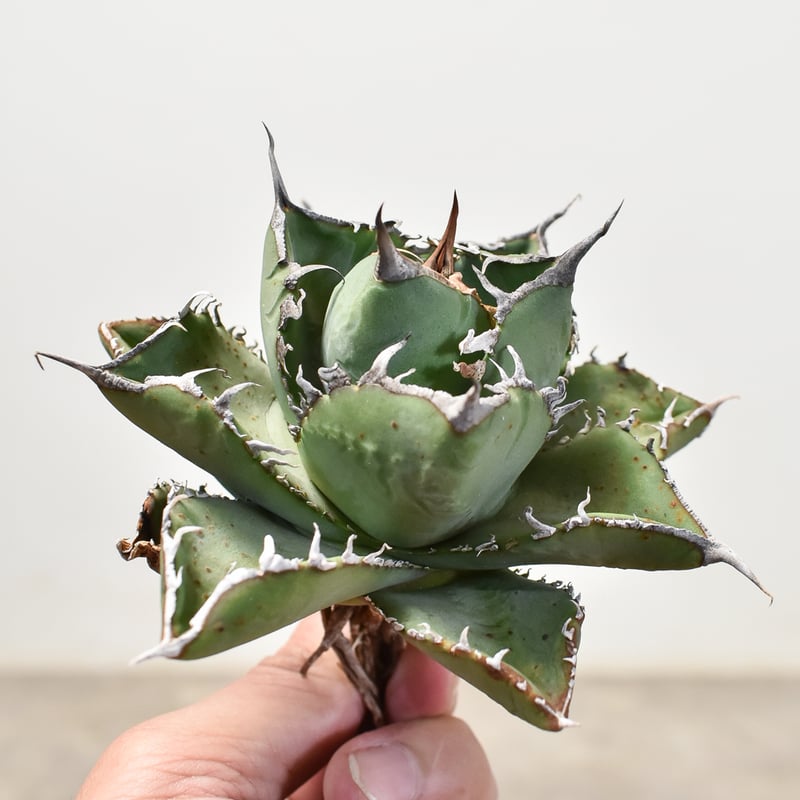アガベ 　雪豹　子株 DRAGON AGAVE】アガベ 雪豹 EC25 – TaiShoDo ONLINE SHOP