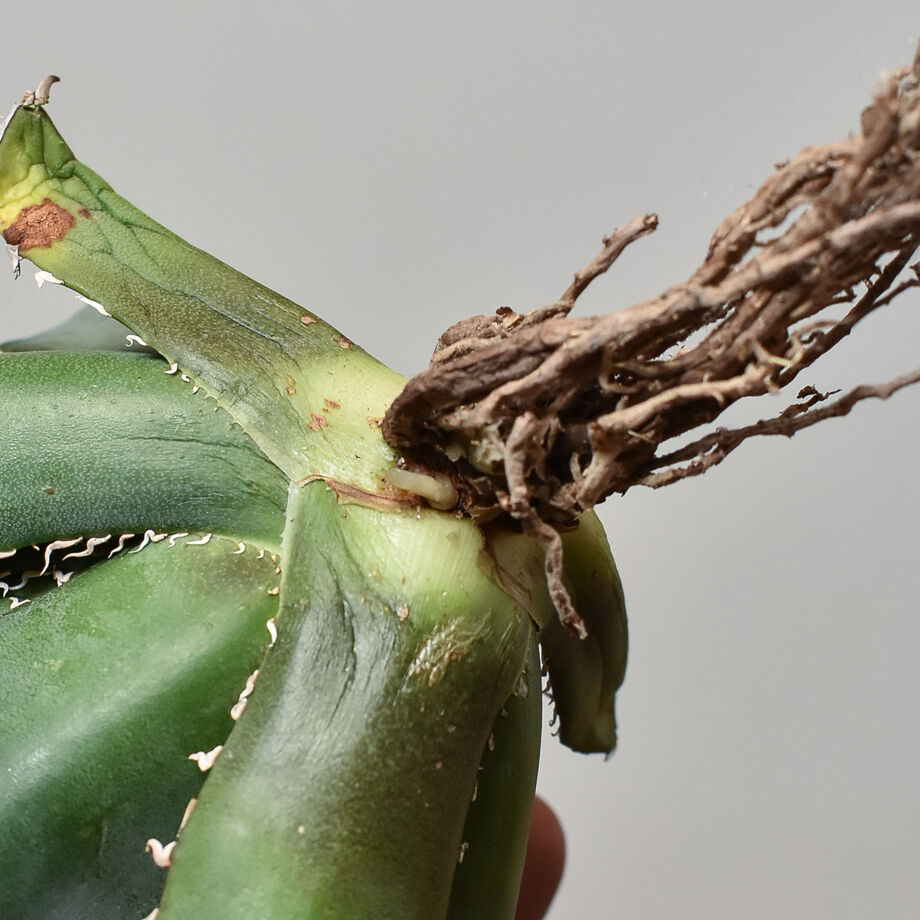 アガベ チタノタ 白鯨 厳選コンパクト コレクション株 ボールタイプ