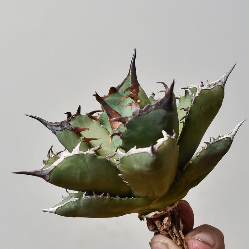 アガベ チタノタ フェニックス 