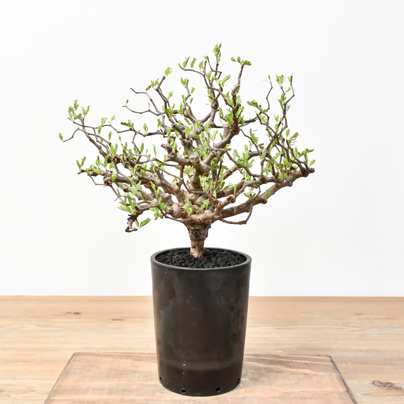 センナ メリディオナリス 【発根済み】RFKN25011194 | RAFLUM