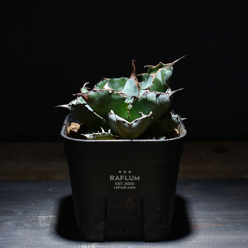 アガベ チタノタ ブラックアンドブルー 